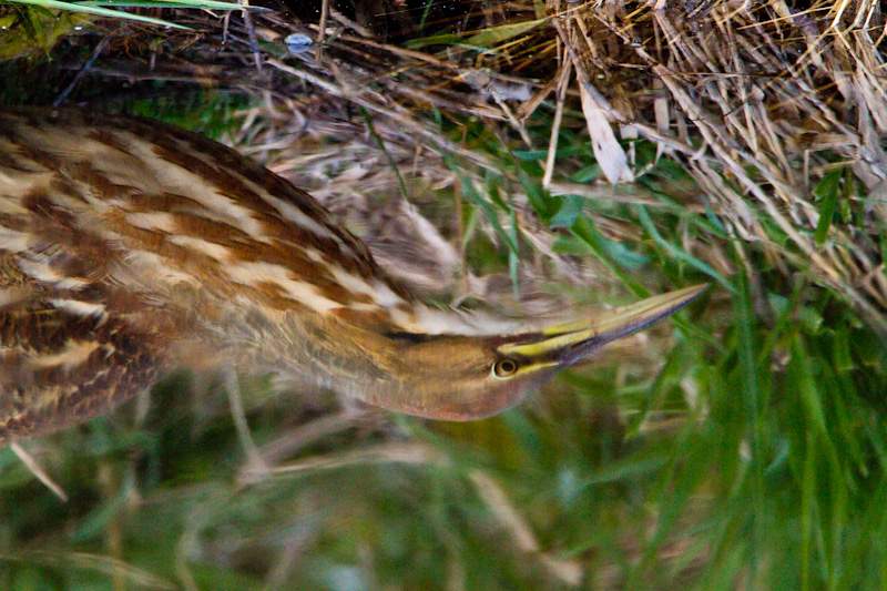 Reflection Of American Bittern